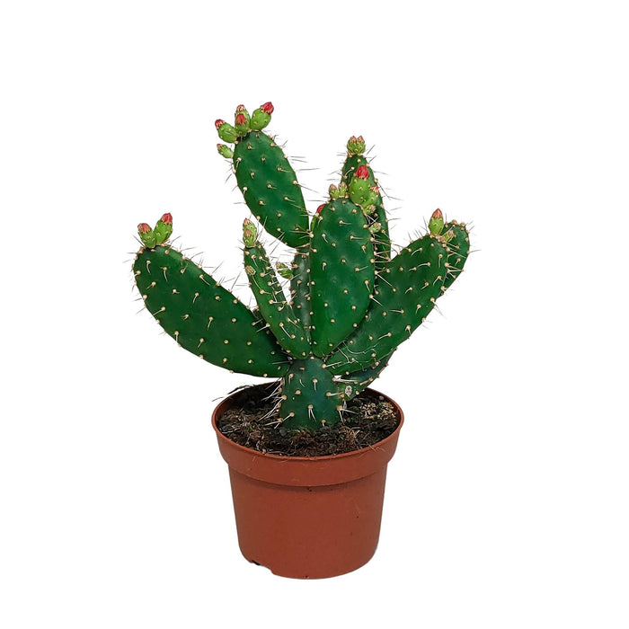Opuntia quitensis - - ↕35cm - Ø12cm