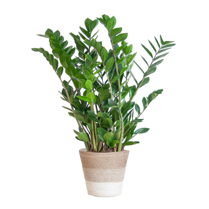 Zamioculcas Zamiifolia - ZZ Plant - met Mand Lissabon wit - ↕80cm - Ø21cm