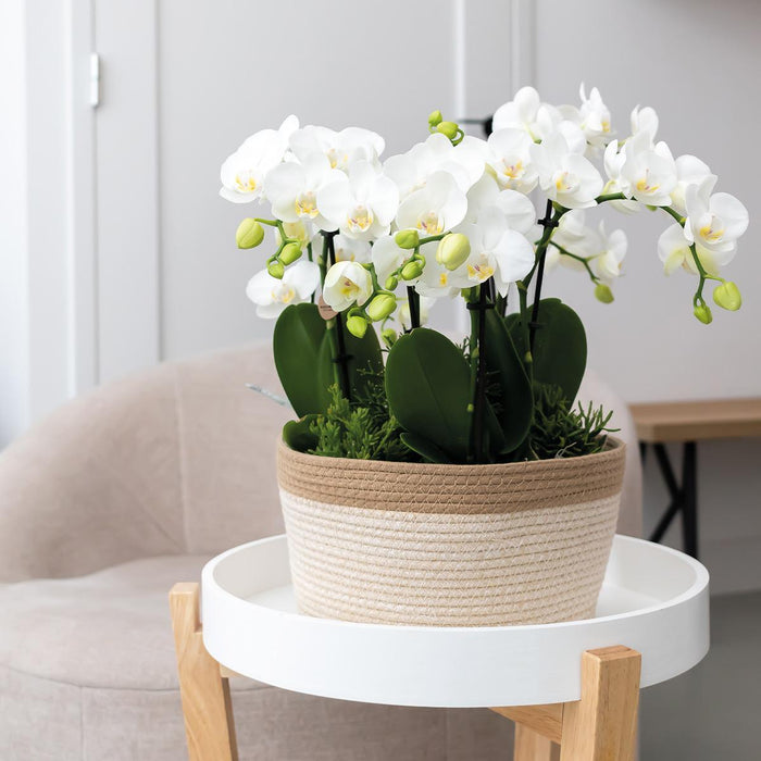 Witte plantenset in Cotton Basket incl. waterreservoir | drie witte orchideeën Amabilis 9cm en drie groene planten Rhipsalis | Jungle Bouquet wit met zelfvoorzienend waterreservoir