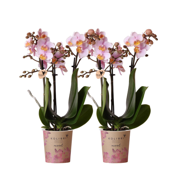 Roze phalaenopsis orchideeën - Andorra - 2x - Ø9cm - Bloeiende kamerplant