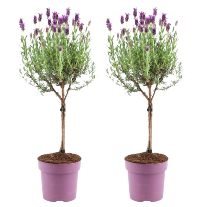 Lavandula stoechas Anouk® op stam - Ø15cm - Franse Lavendels op stam - 2x