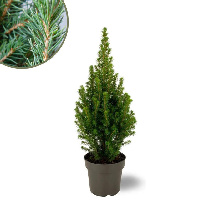 Kerstboom - Picea Glauca Perfecta - ↕40cm - Ø15cm