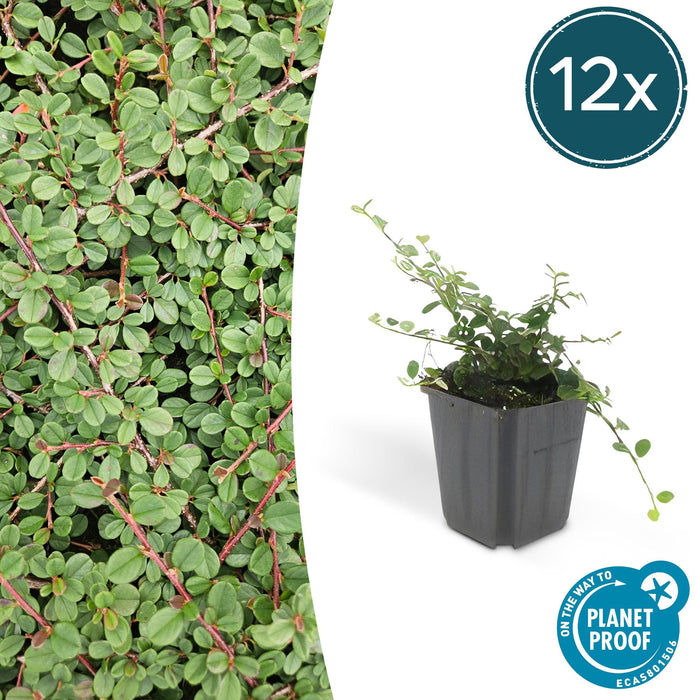 Cotoneaster prostratus 'Queen of Carpets' - ↕25cm - Ø9cm - 12x