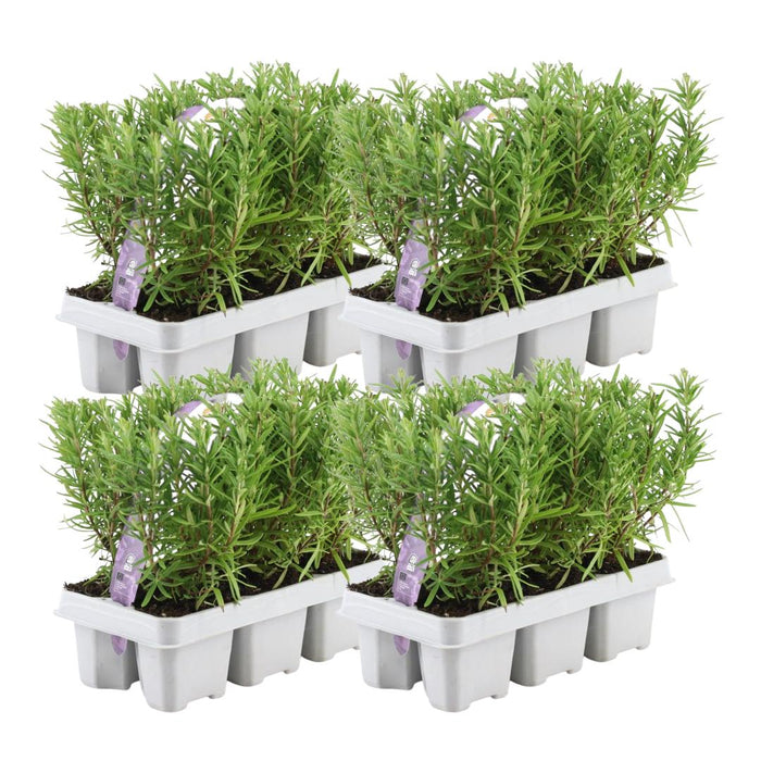 Rosmarinus Officinalis - ↕20cm - Ø7cm - 4x6 pack - 24x