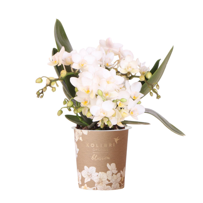 Witte phalaenopsis orchidee - Nazaré - Ø9cm - Bloeiende kamerplant