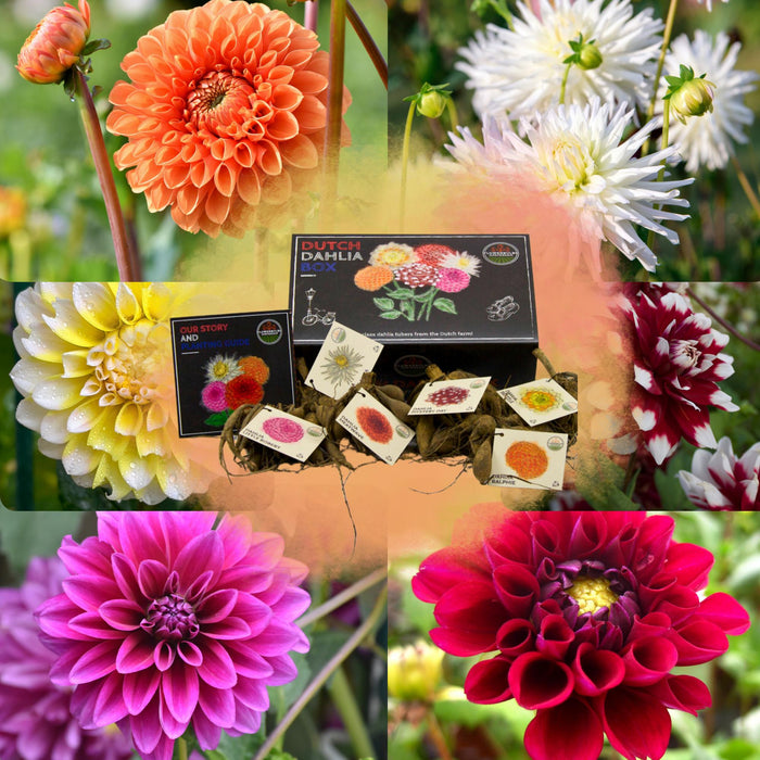 Dahlia Bollen | Luxe Box Large, set van 6 Dutch dahlia's
