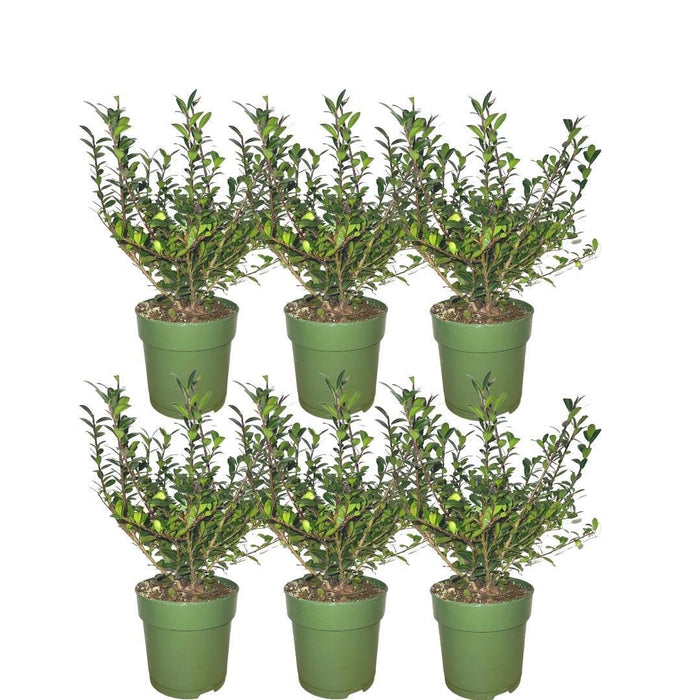 1 meter Hulst haag - Ilex crenata 'Jenny' - Winterharde haagplanten - 6x