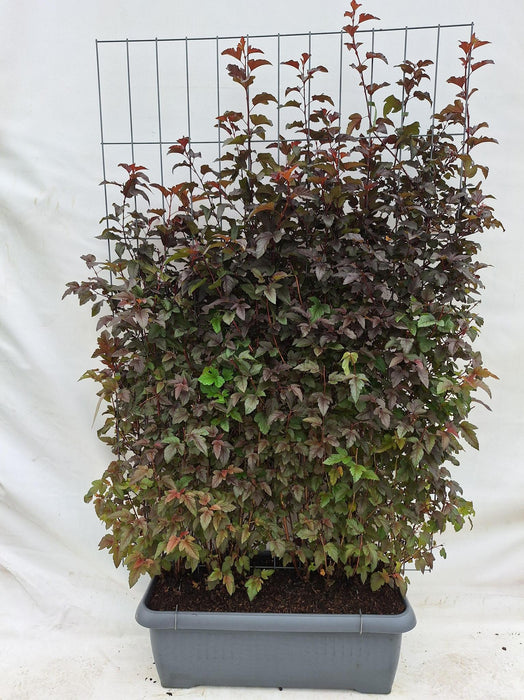 Physocarpus Opulifolius -  Lady in Red - Blaasspirea - Kant-en-Klaar Haag - 120 x 40 x 180 cm