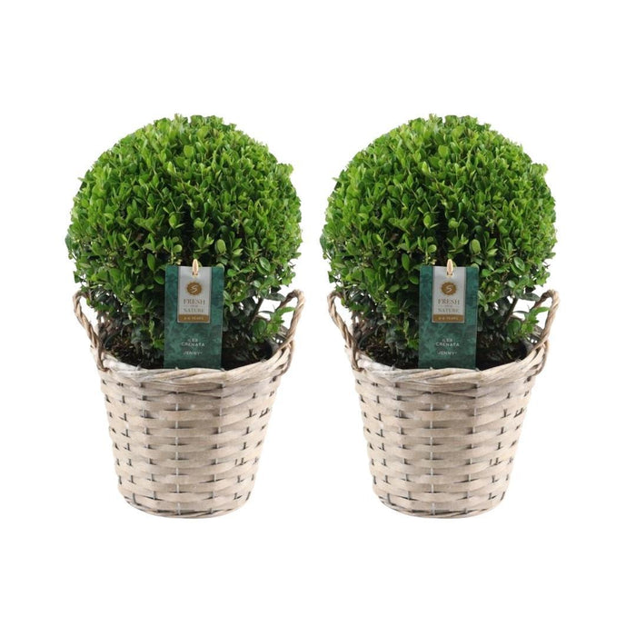 Ilex crenata 'Jenny' bol in rietenmand - Ø20cm - 2x