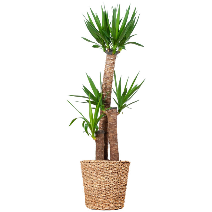 Yucca XL met mand Torun - ↕125cm - Ø24cm