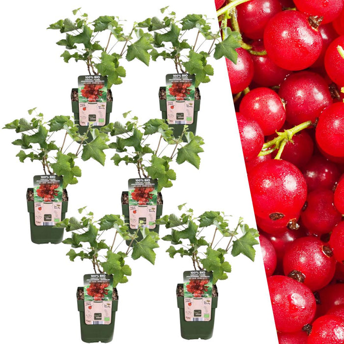 Kruisbessenplanten Biologisch - Ribes Rubrum - ↕20cm - Ø13cm - 6x