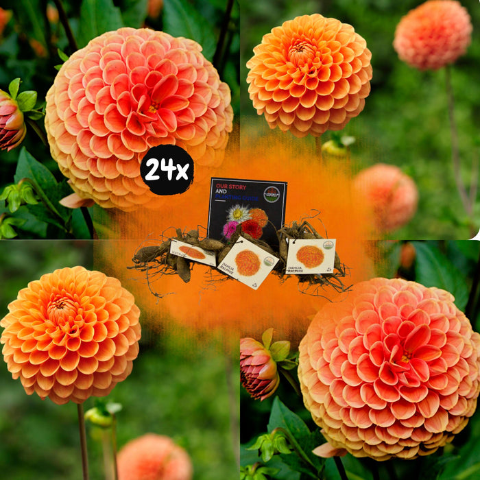 Dahlia Bollen | 24 dahlia ralphie knollen voor 4m², glinsterende oranje bloemen