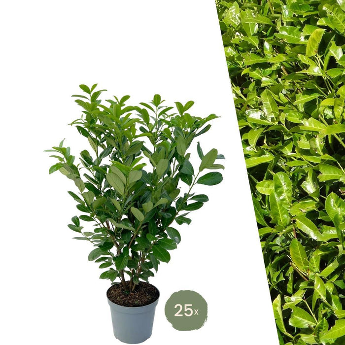 Grote Laurierkers Rotundifolia voor 10 strekkende meter haag - 12L - 25x - ↕100-125 cm