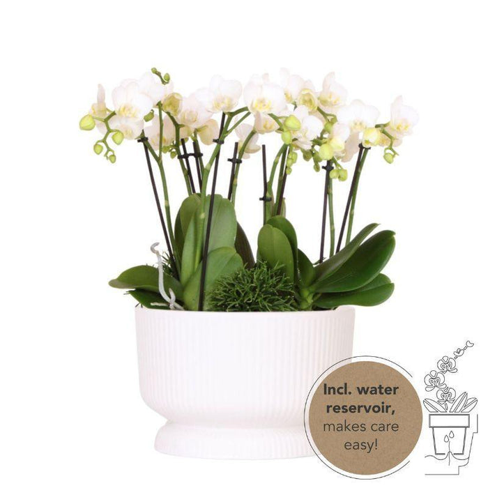 Witte plantenset in Diabolo white dish incl. waterreservoir | drie witte orchideeën en drie groene planten Rhipsalis | Jungle Bouquet wit met zelfvoorzienend waterreservoir