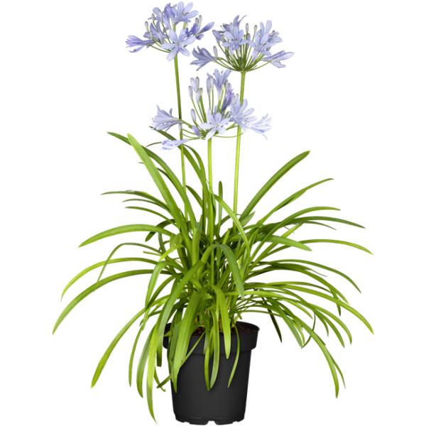 Agapanthus - Afrikaanse Lelie - Blauwe bloemen
