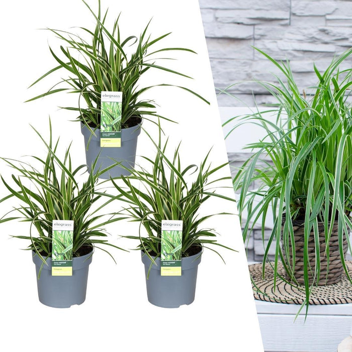 Carex morrowi 'Ice Dance' - Zegge - ↕25cm - Ø14cm - 3x