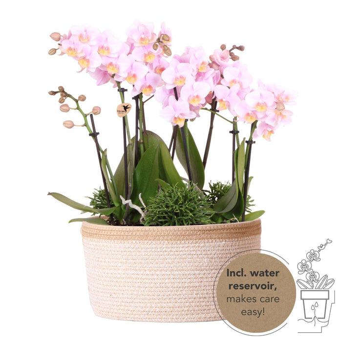 Roze plantenset in Cotton Basket incl. waterreservoir | drie roze orchideeën Andorra 9cm en drie groene planten Rhipsalis | Jungle Bouquet roze met zelfvoorzienend waterreservoir