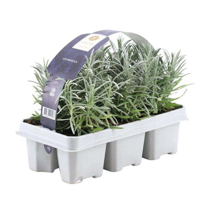 Lavendel Angustifolia - ↕15 cm - Ø7cm - 6x