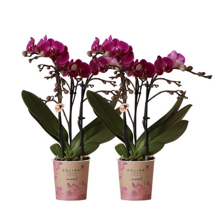 Paarse phalaenopsis orchideeën - Morelia - 2x - Ø9cm - Bloeiende kamerplant