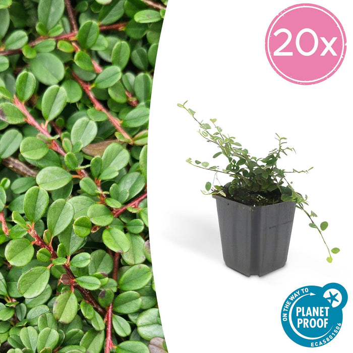 Cotoneaster procumbens 'Streib's Findling' - ↕25cm - Ø9cm - 20x