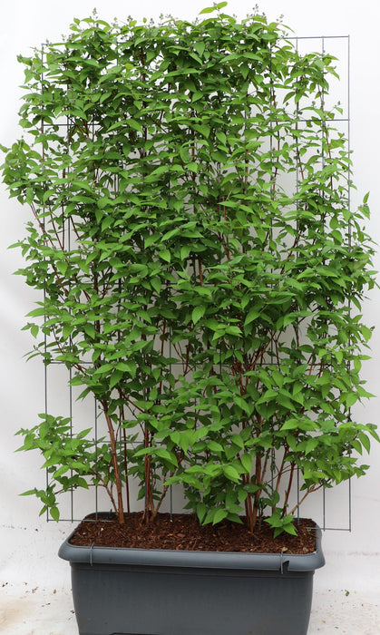 Deutzia hybrida 'Strawberry Fields' - ↕180cm - 1x