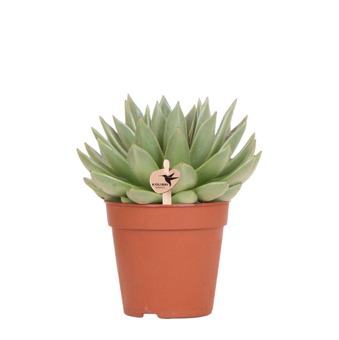 Echeveria Miranda - Vetplant - Ø12cm - Kolibri Greens