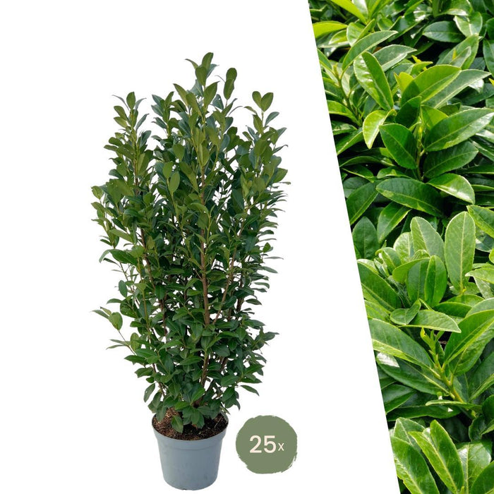 Grote Laurierplanten Obelisk voor 10 strekkende meter haag - 12L - 25x - ↕100-125 cm