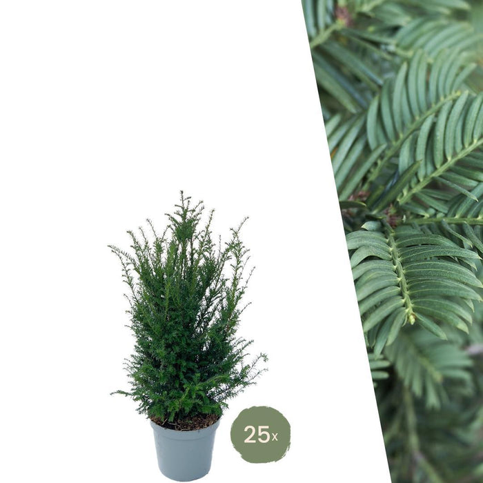 Grote taxus planten voor 10 strekkende meter haag - 12L - 25x - ↕80-100 cm