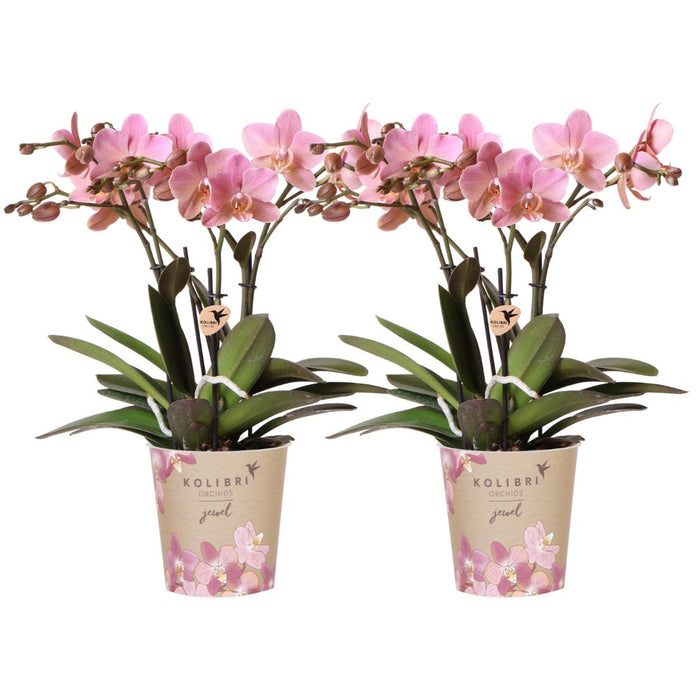 Oud roze Phalaenopsis orchideeën - Treviso - 2x - Ø12cm - Bloeiende kamerplant