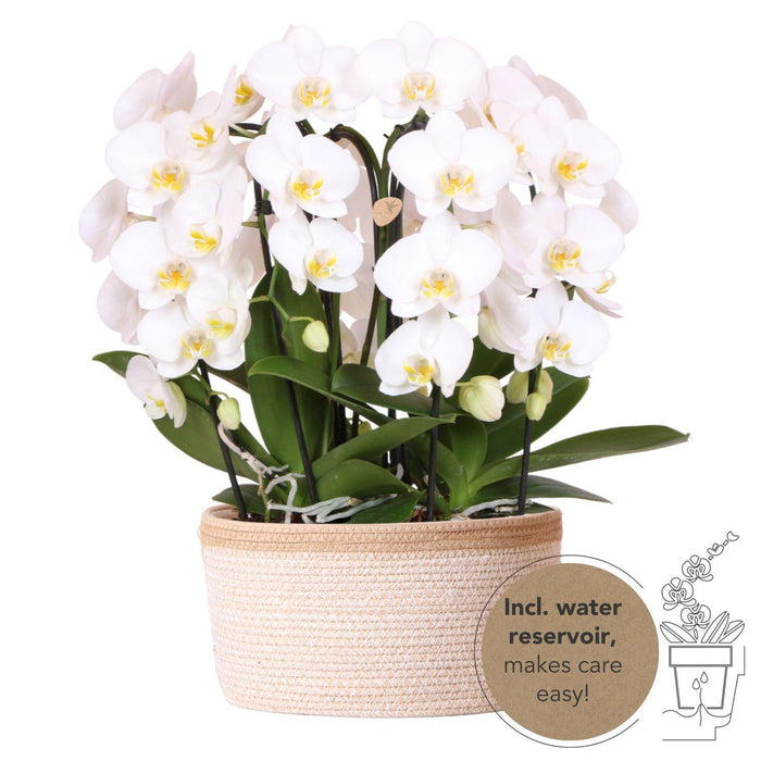 Witte orchideeënset in Cotton Basket incl. waterreservoir | drie gebogen witte orchideeën Niagara Fall 12cm | Mono Bouquet wit met zelfvoorzienend