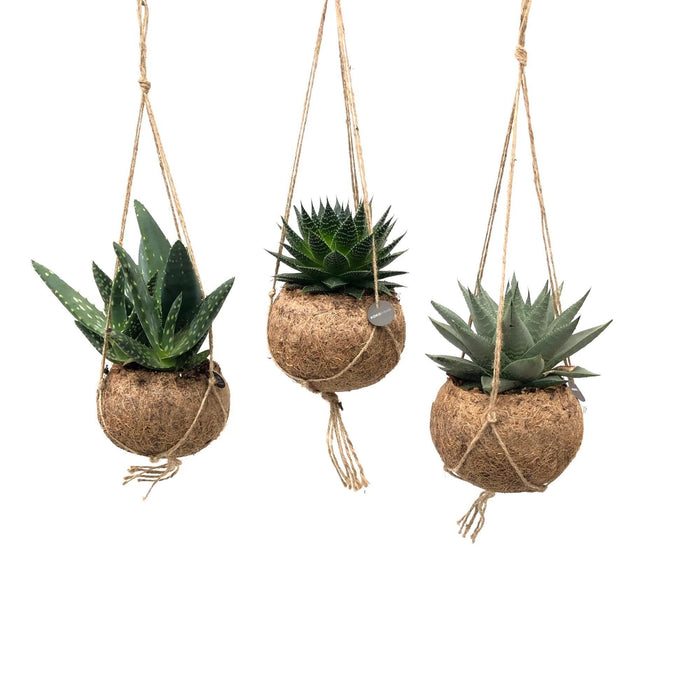 Kokodama Aloe Mix - 3x - ↕25cm - Ø15cm