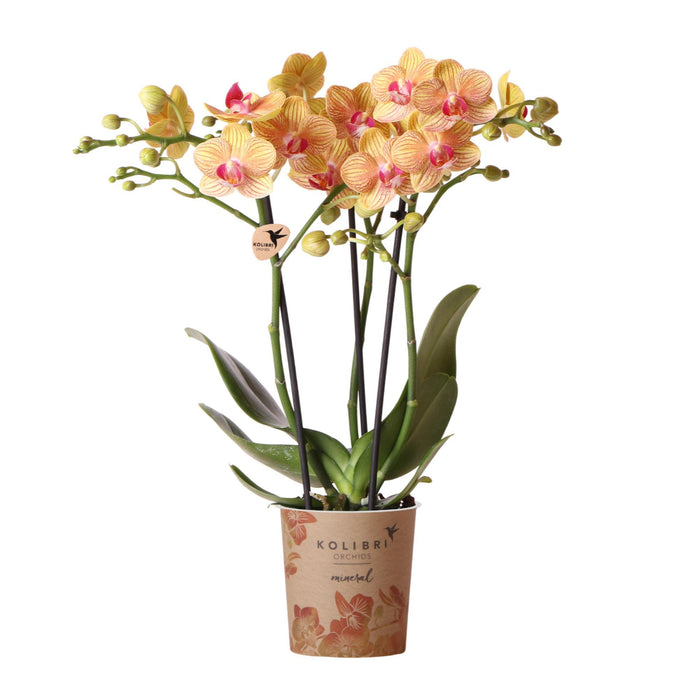 Oranje Phalaenopsis orchidee - Ø9cm - Bloeiende kamerplant