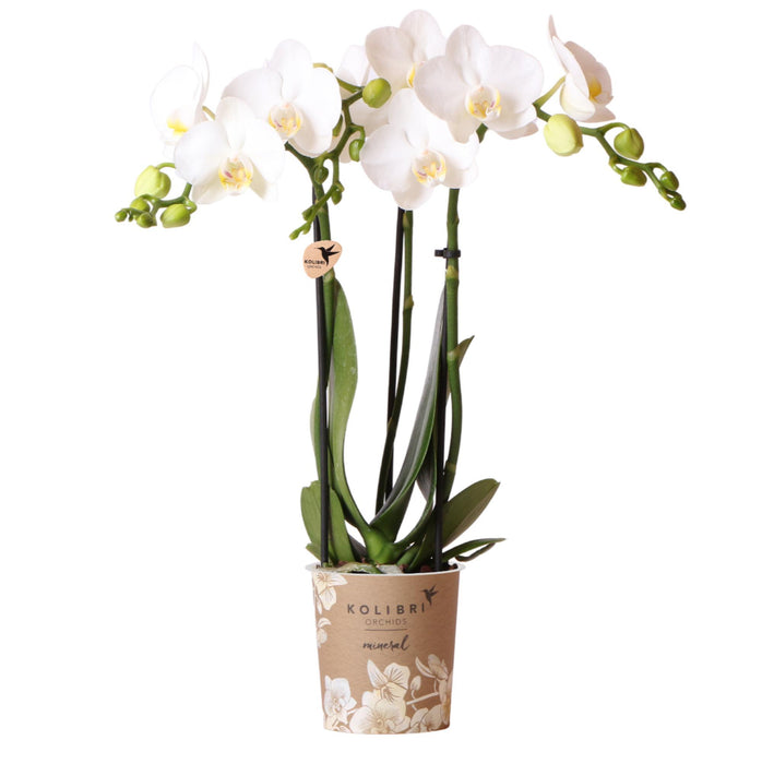 Witte Phalaenopsis orchidee - Amabilis - Ø9cm - Bloeiende kamerplant
