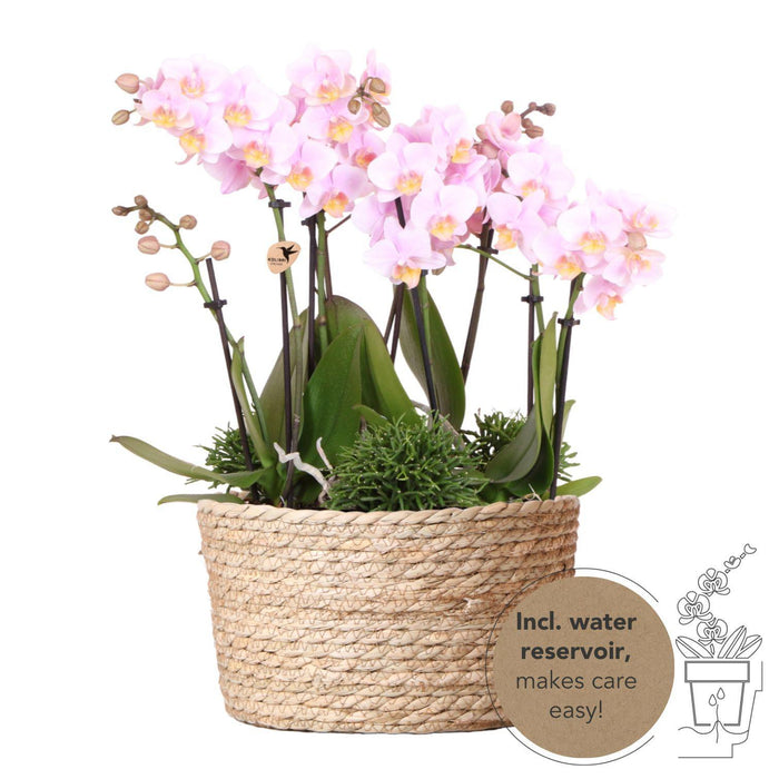 Roze plantenset in Reed Basket incl. waterreservoir | drie roze orchideeën Andorra 9cm en drie groene planten Rhipsalis | Jungle Bouquet roze met zelfvoorzienend waterreservoir