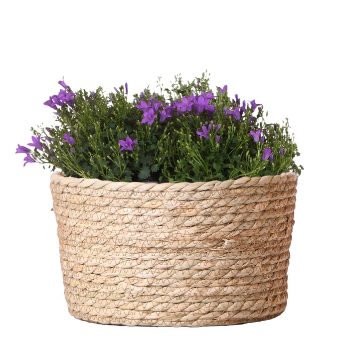 Campanula Addenda Ambella Intense purple - Rieten schaal met Campanula met watergeefsysteem - 3 stuks - Klokjesbloem paars  - Ø12cm - binnen & buiten