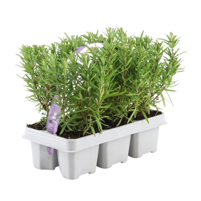 Rozemarijnplanten in deco bakje - ↕15 cm - Ø7cm - Rosmarinus Officinalis - 6x