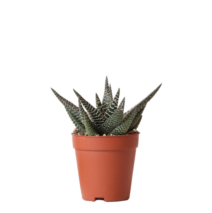 Haworthia Royal Highnness - Vetplant - Ø9cm - groene kamerplant - Kolibri Greens