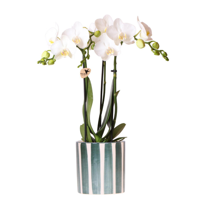 Witte Phalaenopsis orchidee Amabilis + Painted Stripe pot groen - Ø9cm - Bloeiende kamerplant