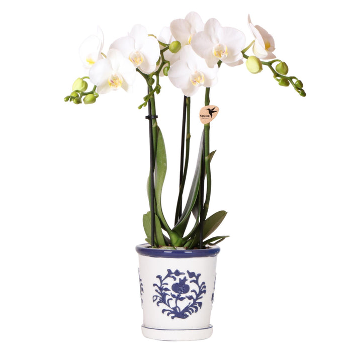 Witte orchidee Amabilis + Malaga sierpot blauw - Ø9cm - Bloeiende kamerplant