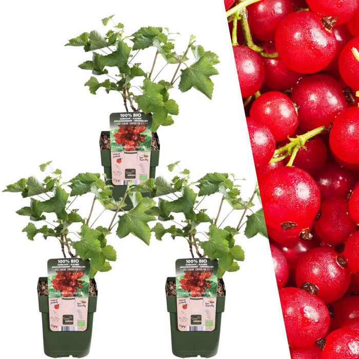 Kruisbessenplanten Biologisch - Ribes Rubrum - ↕20cm - Ø13cm - 3x