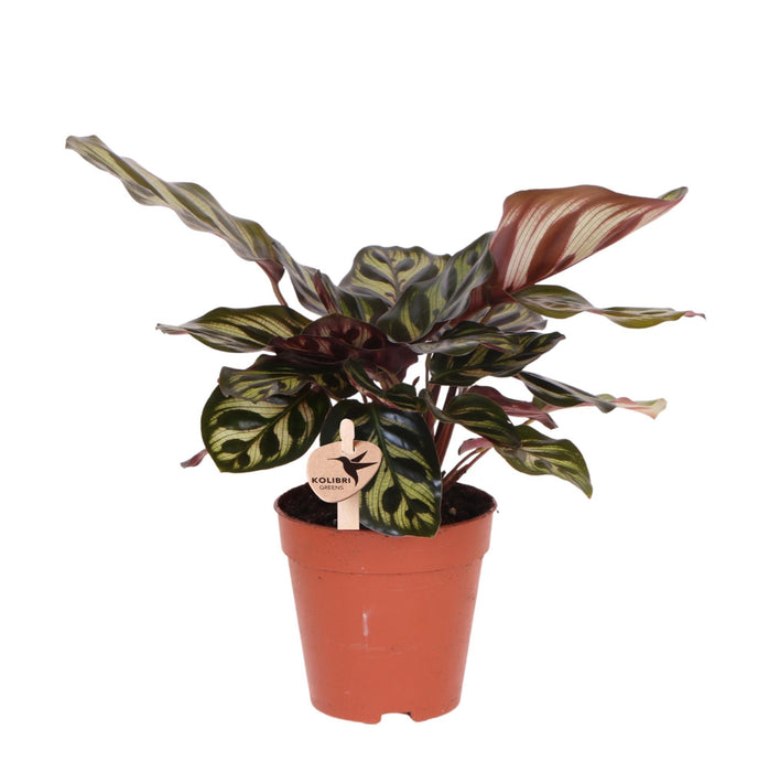 Calathea Makoyana - groene kamerplant - Ø9cm - Kolibri Greens
