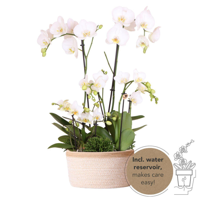 Witte plantenset in Cotton Basket incl. waterreservoir | drie witte orchideeën en drie groene planten Rhipsalis | Field Bouquet wit met zelfvoorzienend waterreservoir
