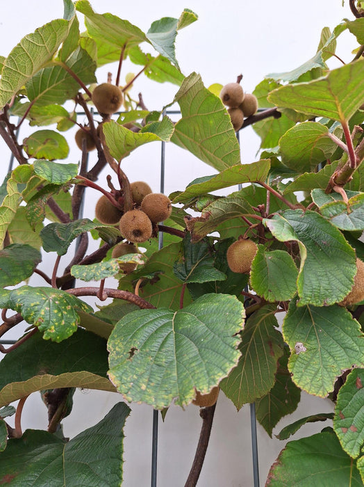 Actinidia Deliciosa 'Jenny' - Kiwiplant - Kant-en-Klaar Haag - 120 x 40 x 180cm