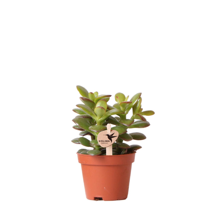 Crassula Minor - Vetplant - Ø6cm - Kolibri Greens - Groene plant