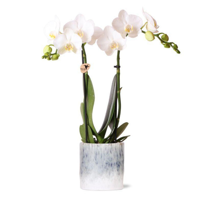 Witte Phalaenopsis orchidee – Amabilis + Sky pot – Ø9cm – ↕40cm - Bloeiende kamerplant in bloempot