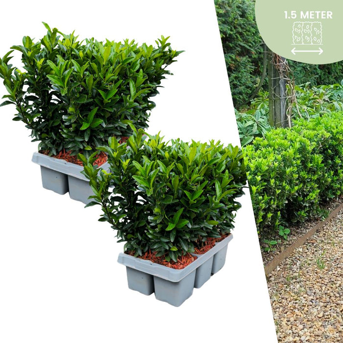 Euonymus 'Green Spire' - Buxus Vervanger - ↕15cm - Ø7cm - 12x