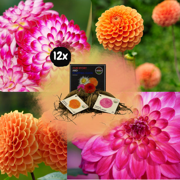 Dahlia Bollen | Mix Pompon Splash, 6 Dahlia Little Robert & 6 Dahlia Ralphie knollen voor 2m²