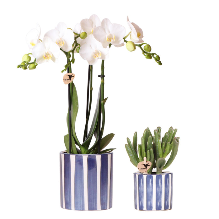 Witte Phalaenopsis orchidee Amabilis en Succulent Crassula Hobbit in Painted Stripe pot blauw - Set - Ø9cm + Ø6cm - Bloeiende kamerplant