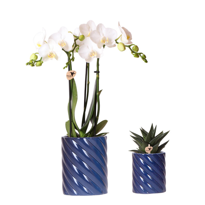 Witte orchidee Amabilis en succulent in Candy sierpotten blauw - Ø9cm & Ø6cm - Bloeiende kamerplant