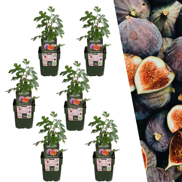 Vijgenbomen Biologisch - ↕20cm - Ø13cm - 6x